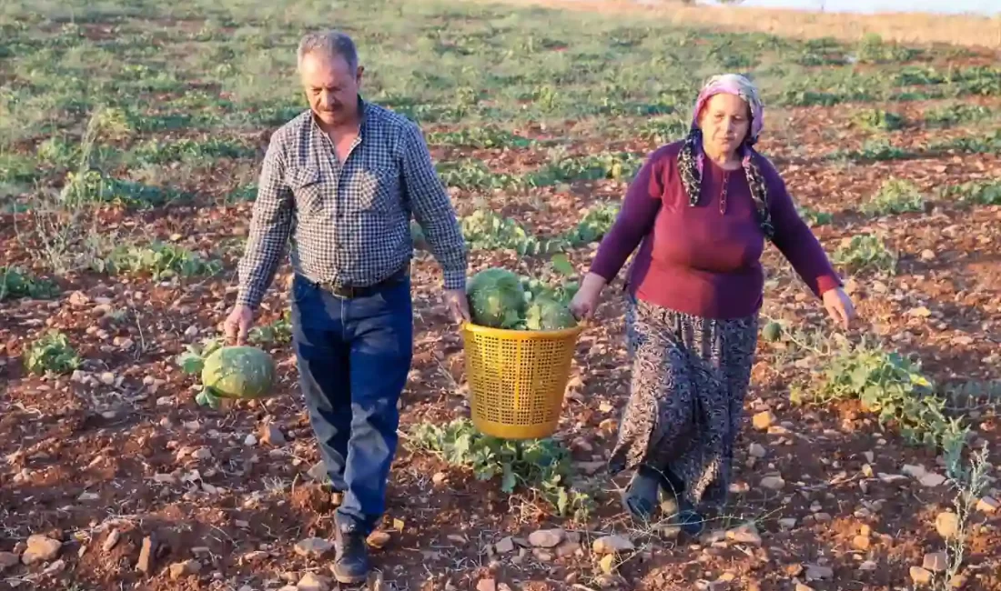 Uşak'ın Karahallı ilçesinde ata