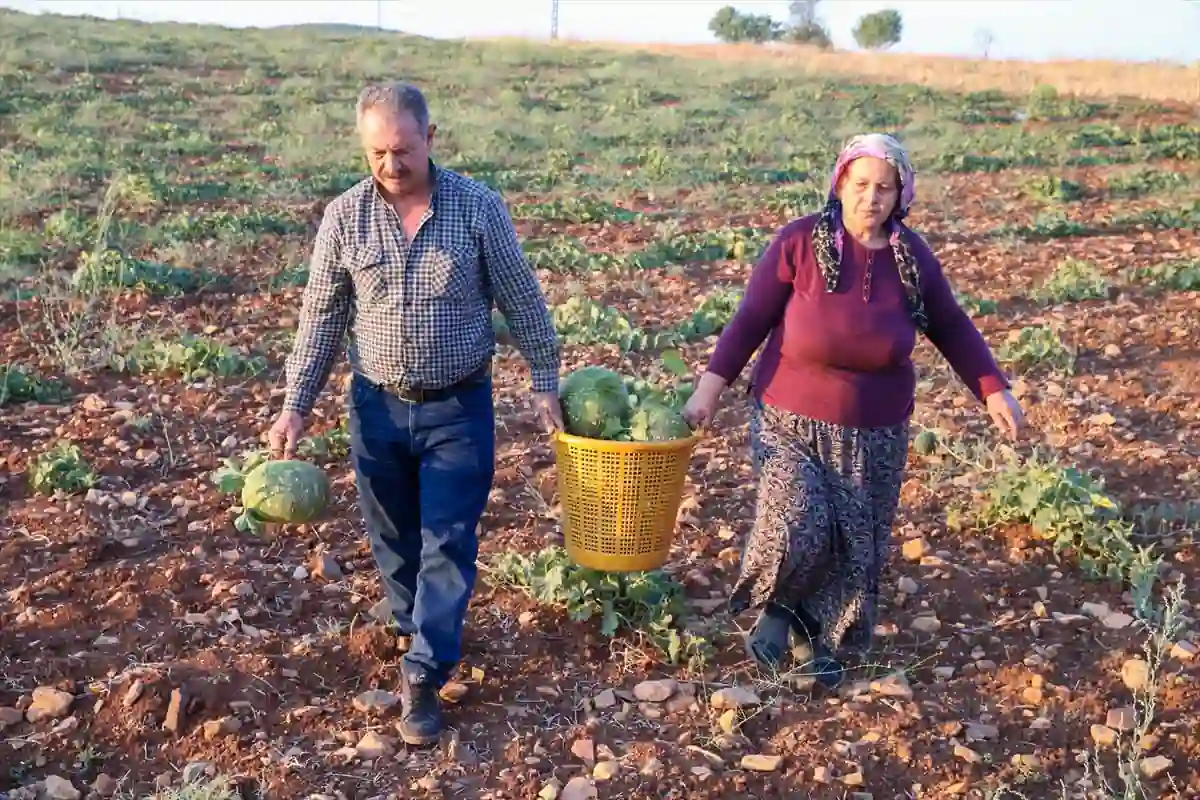 Uşak’ta ata tohumlarından üretildi, şimdi hasat zamanı