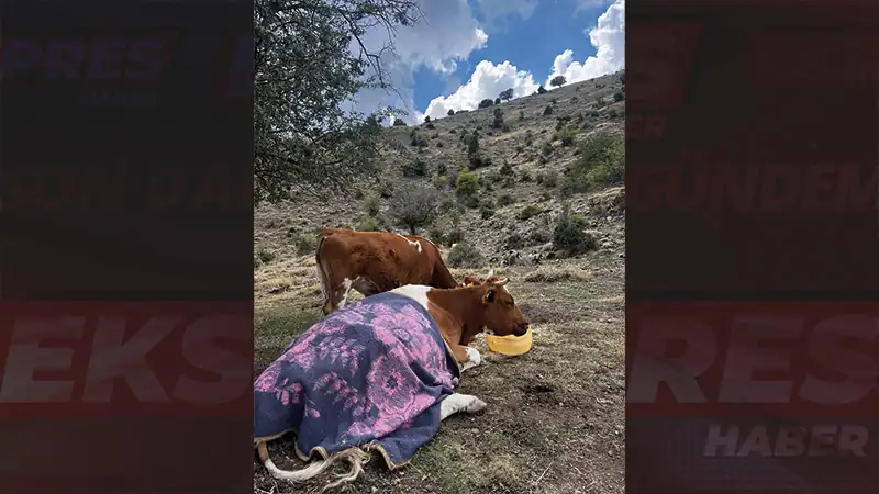 Afyonkarahisar'da eğimli arazide kalan inek kurtarıldı