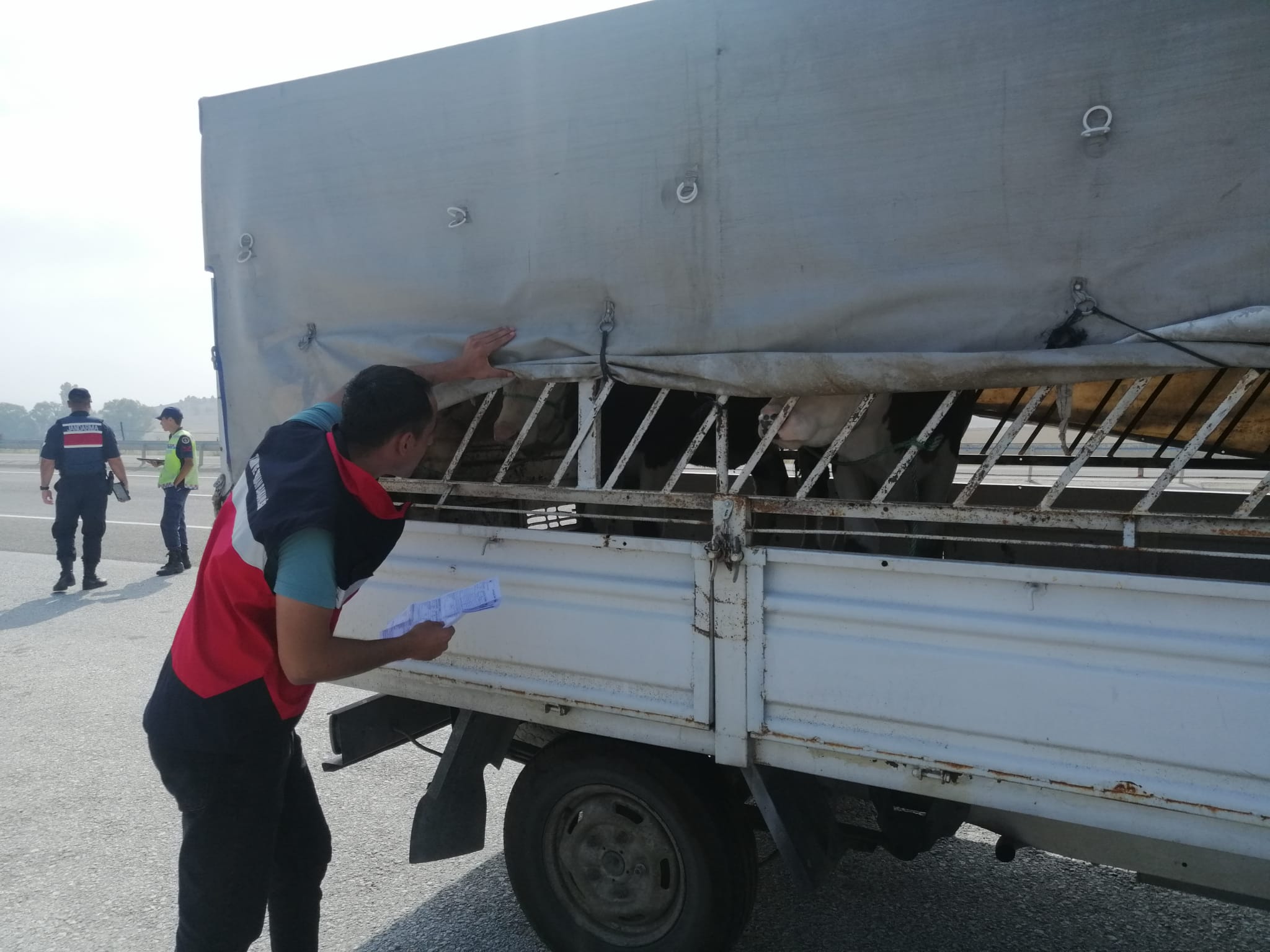 Çavdarhisar’da hayvan hareketleri kontrol altına alınıyor