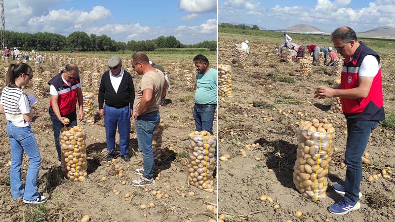 Kütahya Altıntaş’ta patates hasatları kontrol edildi