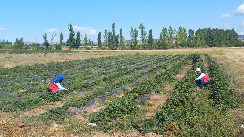 Kütahya Tavşanlı’da çilek tarlaları denetlendi