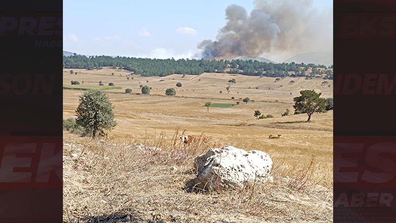 Kütahya da anız yangını ormana sıçradı