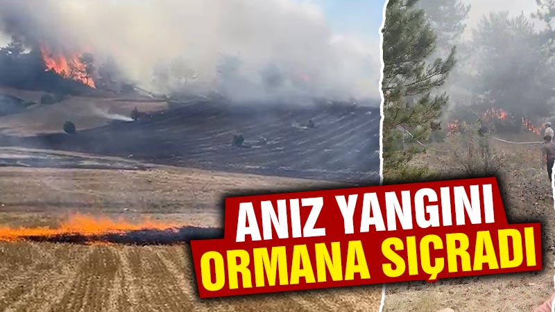 Kütahya’da anız yangını ormana sıçradı