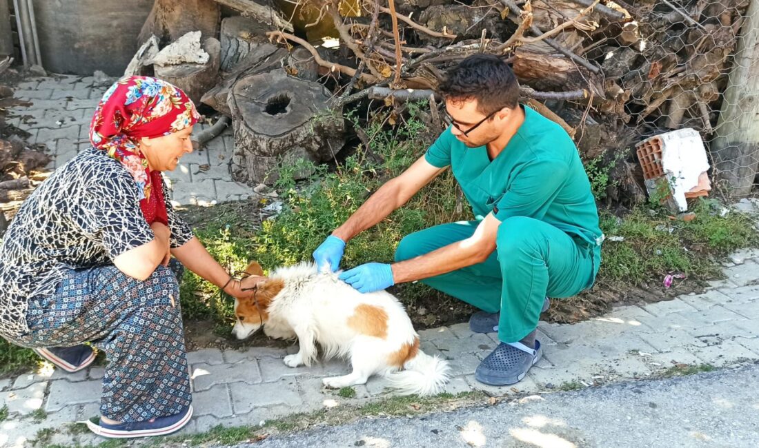 Şaphane’de köpeklere kuduz aşısı uygulandı