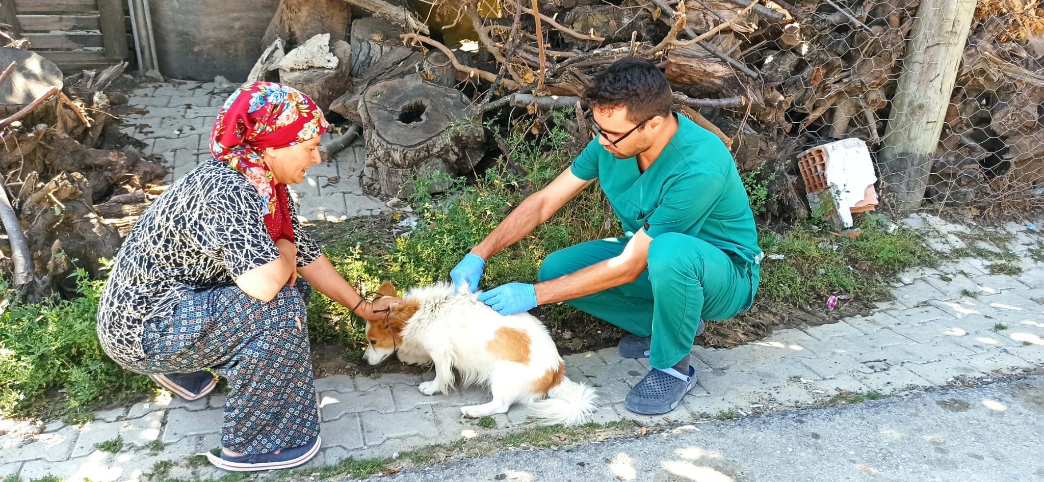 Şaphane’de köpeklere kuduz aşısı uygulandı