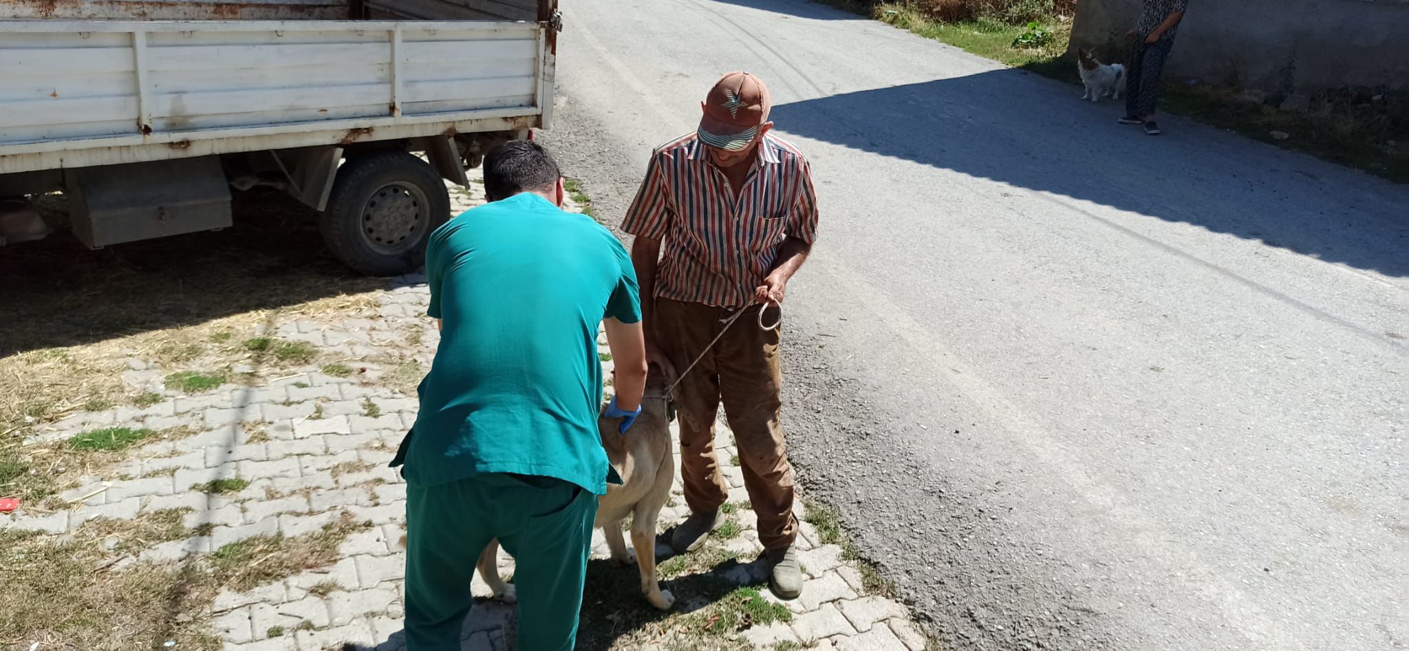 Şaphane’de köpeklere kuduz aşısı uygulandı