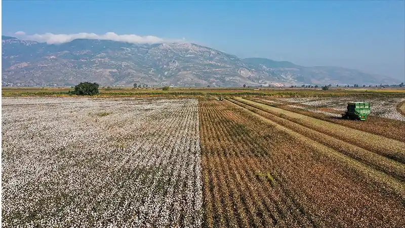 Aydın'ın ünlü tarım ürünlerinden