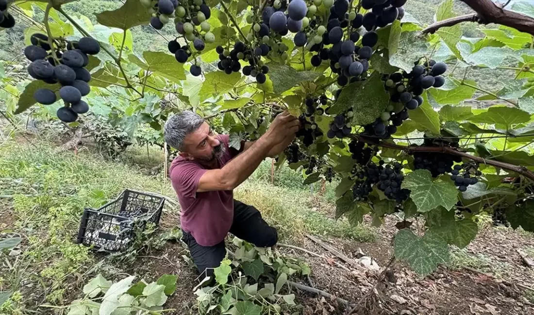 Karadeniz'in Kokulu Üzümü Isabella,