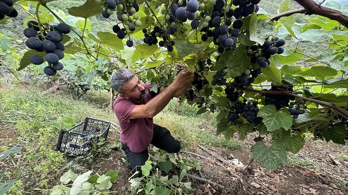 Trabzon’da Isabella Üzümünün Sofralara Yolculuğu Başladı