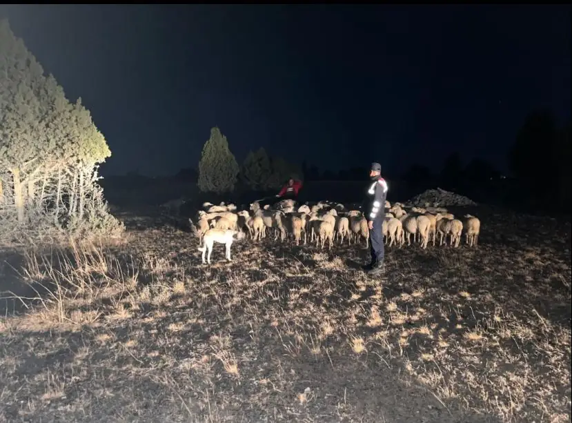 Kütahya’da kayıp koyunları jandarma buldu