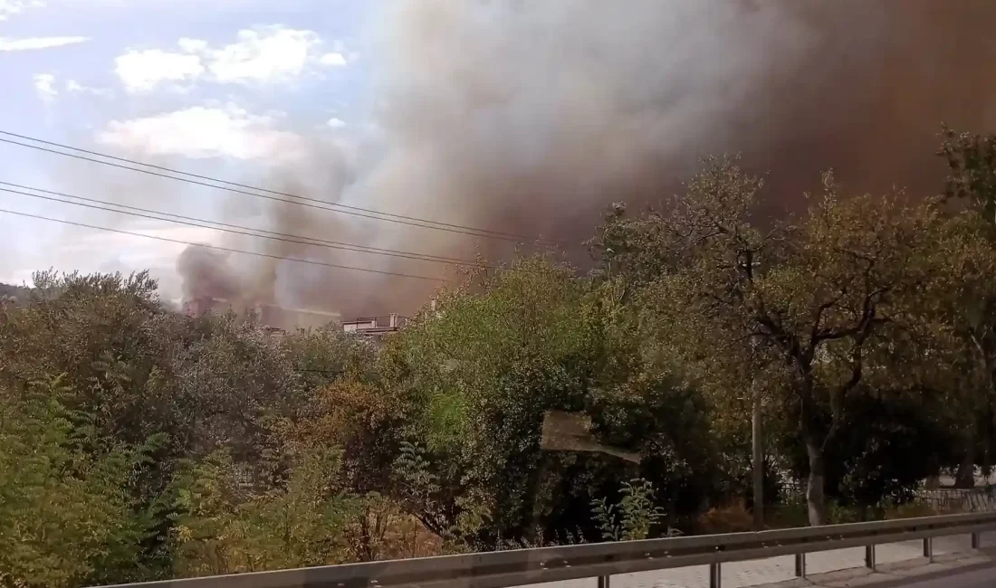 İzmir'in Foça ilçesinde çıkan