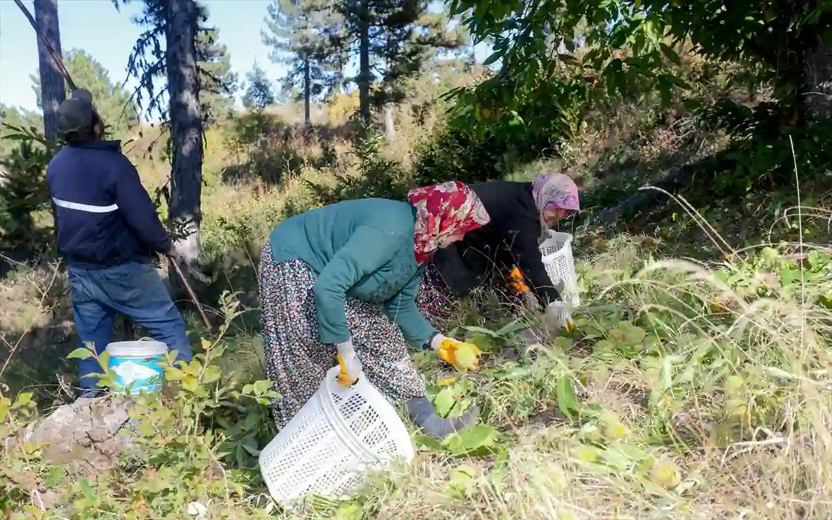 Kütahya Simav’da kestanede hasat başladı 